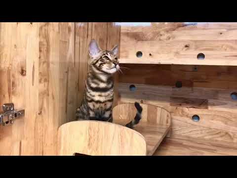 Mua mèo Toyger/mèo "Tiểu Hổ" lông vằn thuần chủng liên hệ: 08161911