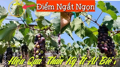 Phần 1: Nên "Ngắt Ngọn Cành Nho" Để Cây Nho Luôn Khoẻ Mạnh, Chín Đẹp, To Quả, Cành Và Mắt ngủ Khoẻ.