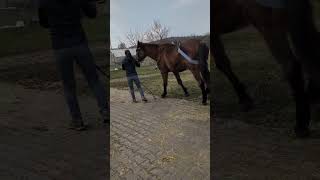 ⚠️ „Einschläfern.“ – Das ist oft das erste, was Besitzer hören. #pferd #horse