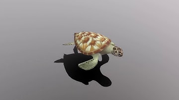 Low Poly 3D Green sea Turtle
