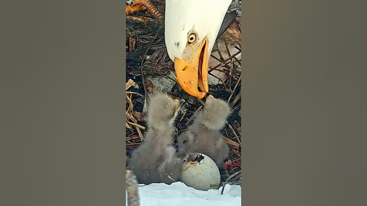 P#932- Review mother birds brings food to feed her babies in the nest, baby birds life #birdslover