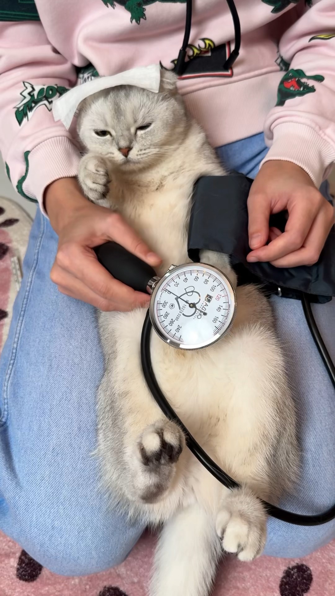 Favorite food can create a miracle ? #cat #cats