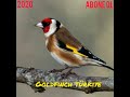 2020 Saka kuşu huylandırma - Garantili saka öttürme