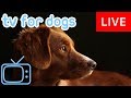 TV for Dogs! Chill Your Dog Out with this 24/7 TV and Music Playlist! TV for Dogs! Chill Your Dog Out with this 24/7 TV and Music Playlist!