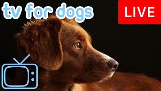 TV for Dogs! Chill Your Dog Out with this 24/7 TV and Music Playlist!