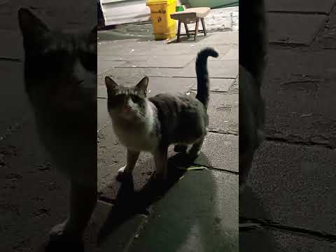 شما هم این حس رو دارید گربه عشق حق زندگی رحمان حامی حیوانات غذارسانی گربه بامزه