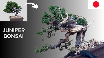 Shimpaku Juniper Bonsai | Gently Shaping the Form with Wire【BGM】