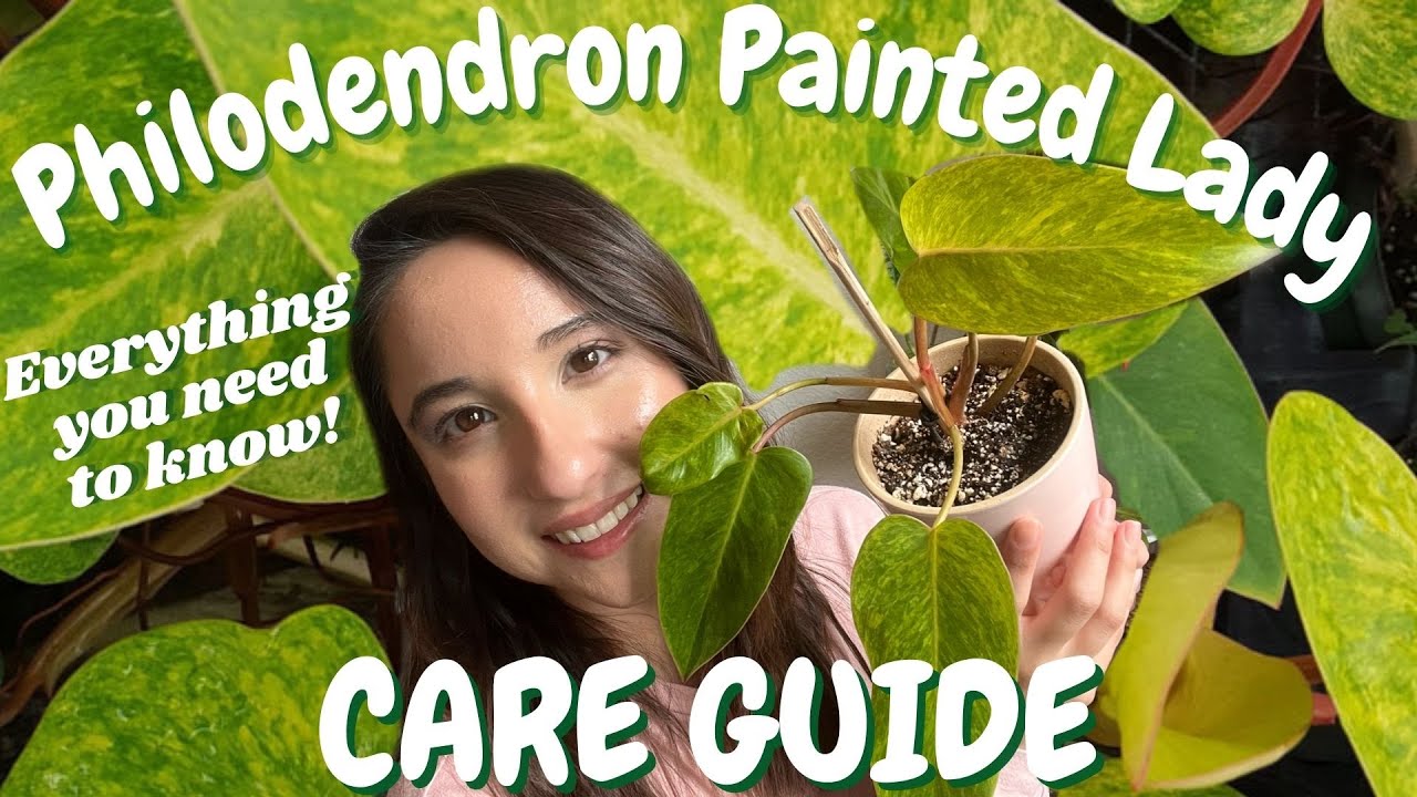 How to care for a Philodendron Painted Lady!