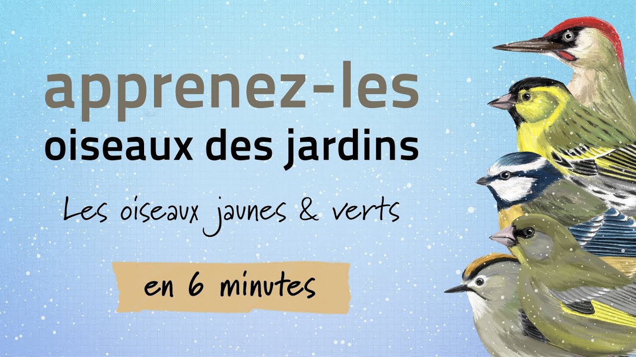 Identifiez les oiseaux des jardins en hiver - Oiseaux jaunes et verts #3