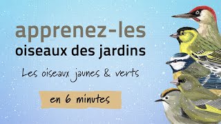 Identifiez Les Oiseaux Des Jardins En Hiver - Oiseaux Jaunes Et Verts