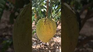 Mango plantation#farming#shorts#viral#fyp#🥭🥭🥭🥭🥭#