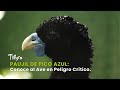 Paujil de Pico Azul: Conoce al Ave en Peligro Crítico - TvAgro por Juan Gonzalo Angel