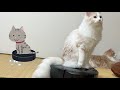うちの猫もルンバに乗れるようになりました【ぽしゃっけ】