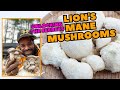 Lion's Mane Mushrooms | Unlocking the Secrets of Sustainable Mushroom Farming
