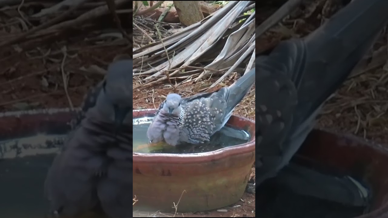 A Spotted Dove's self-care ritual.....