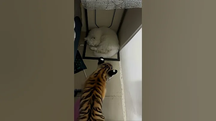 Video 11340281: kitten cat entertainment, cats cute kittens usa, cat kitten cute funny