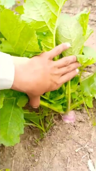 desi shulgum | turnip vegetable #shorts #turnip #shulgum