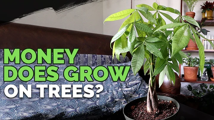 The Ultimate Guide to Caring for Money Tree Plants