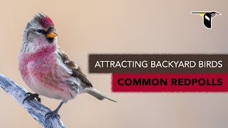 Attracting Backyard Birds: Common Redpolls