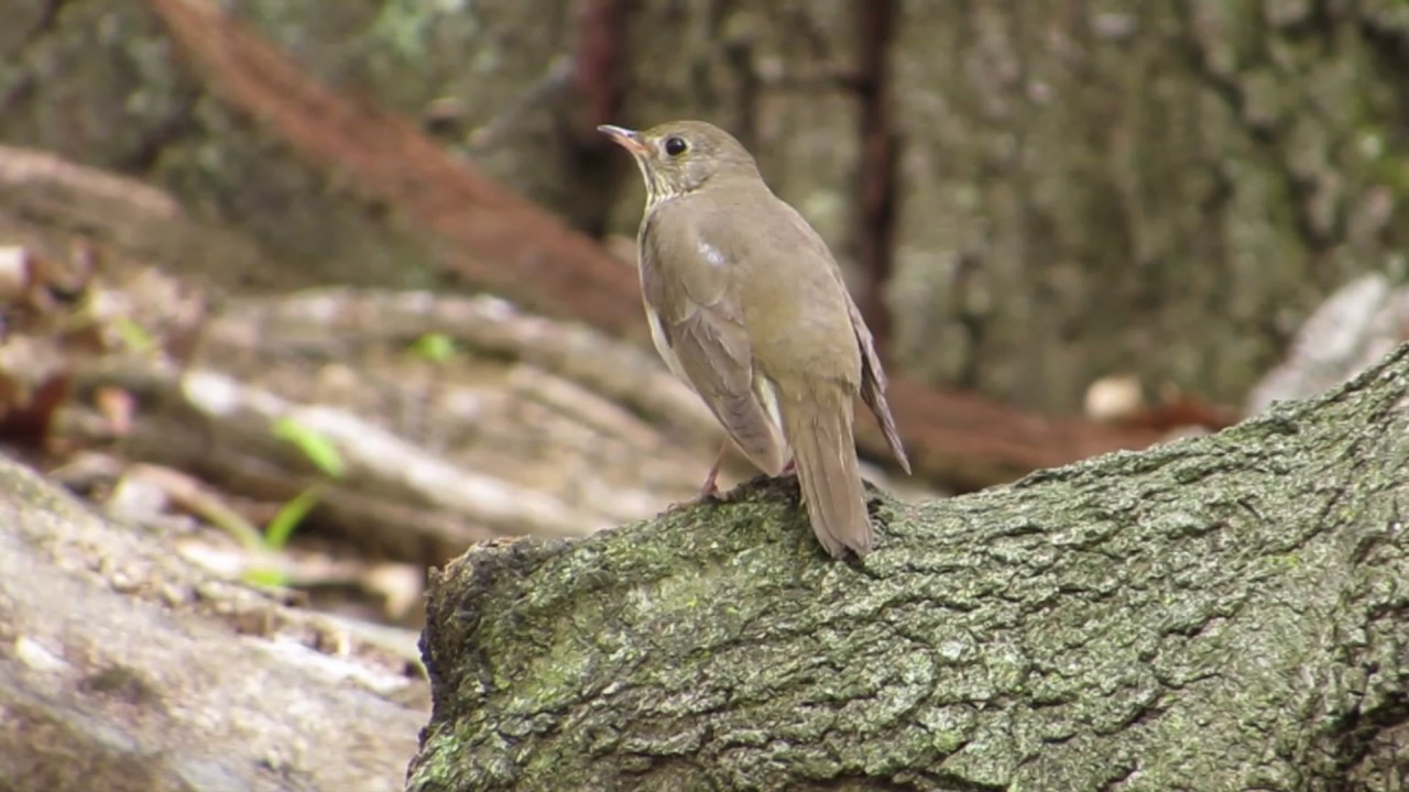 Gray-cheeked Thrush