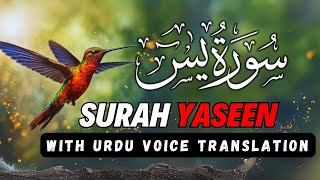 Surah Yasin ( Yaseen ) with Urdu Translation | Quran Tilawat Beautiful Voice | Hindi Tarjuma