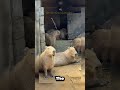 Which one do you choose ? #youtubeshorts #viralvideo #capybara #cute #funny #videoshort