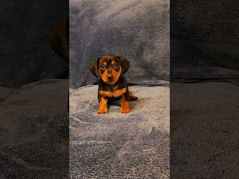 Far cry Chorizo look alike? #adorabledog #puppy #farcry6