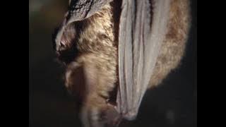 Diverse Bats in Taiwan