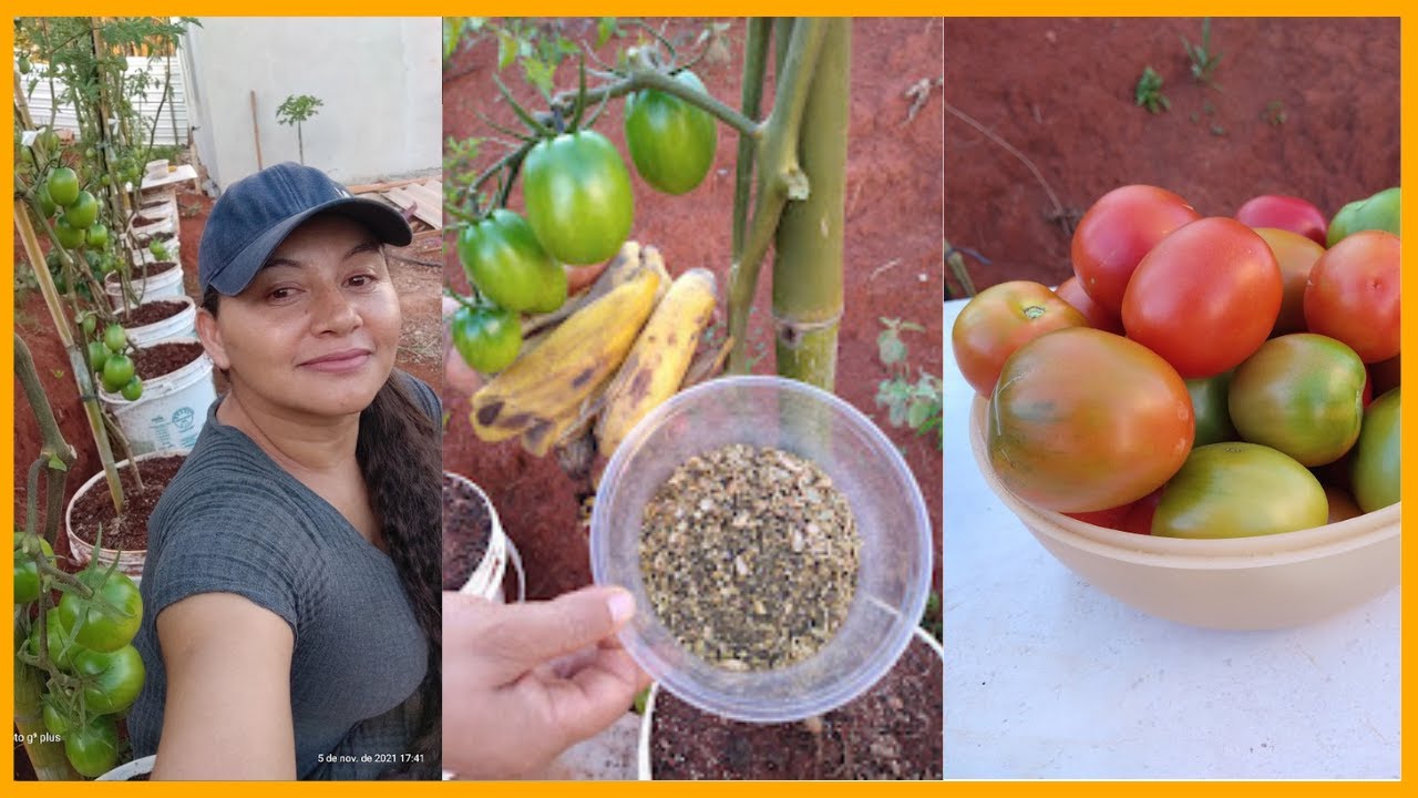 TOMATES EM VASO DA SEMEADURA ATÉ A COLHEITA VÍDEO COMPLETO