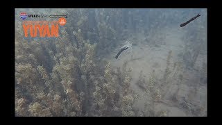 【WEEDs Spirits】 PREMIUM BUTALURE 『YUYAN NI-GO!』ウィーズスピリッツ ポークルアー 水中動画 ジグポーク