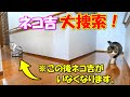 忽然と姿を消した三毛姉さんを捜索するボス猫に感動の結末!?