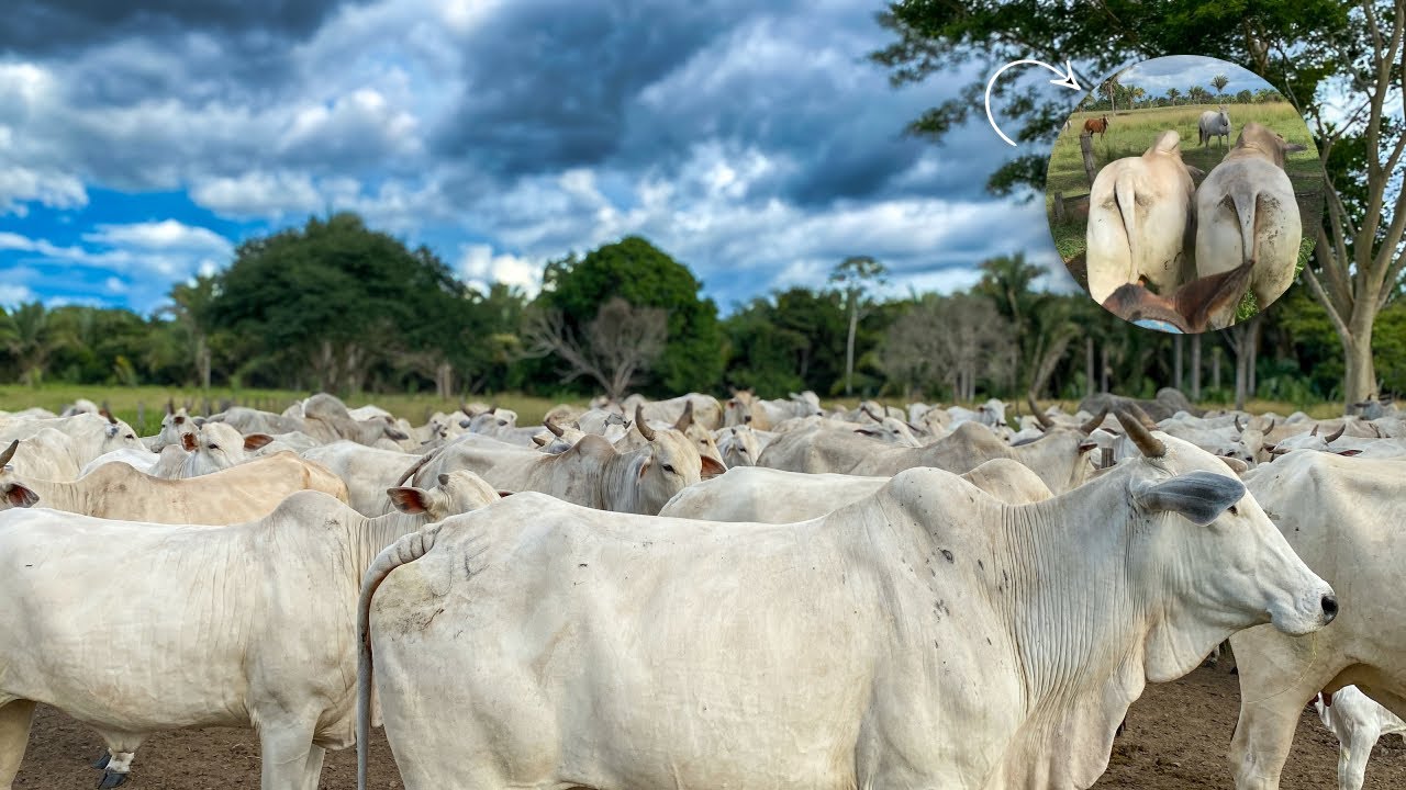 LEVANDO OS NOVOS TOUROS PARA O PASTO | E OLHANDO O GADO. 