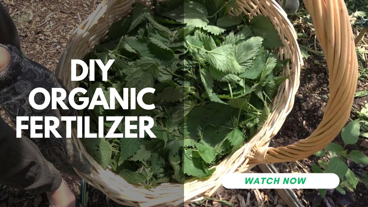 DIY Organic Fertilizer Nettle Tea for a Healthier Garden YouTube