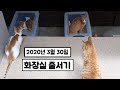 (20년3월30일 두번쨰 넋두리)고양이 집사의 몸살은 무죄!!