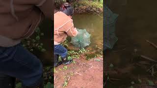 Craft a Pork Liver Nest for Rich Harvest - Catch Fish &amp; Shrimp
