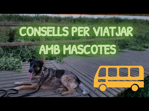 Vídeo: Consells Per Viatjar Amb Un Animal Petit