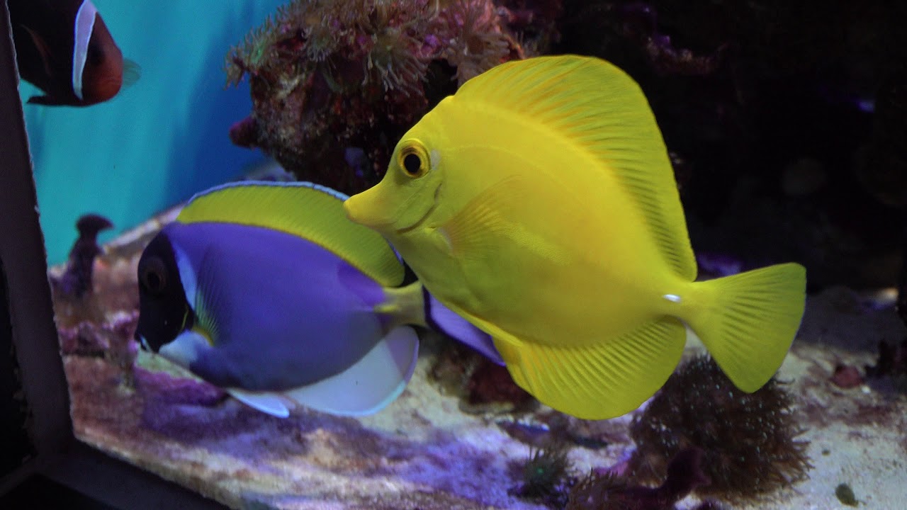 4k キイロハギ パウダーブルータン サンゴ礁 1 潮風の風景 新潟市水族館マリンピア日本海に行って来ました C0011 Youtube