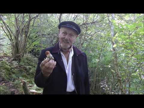 Video: Ribber Med Savoikål Og Sopp