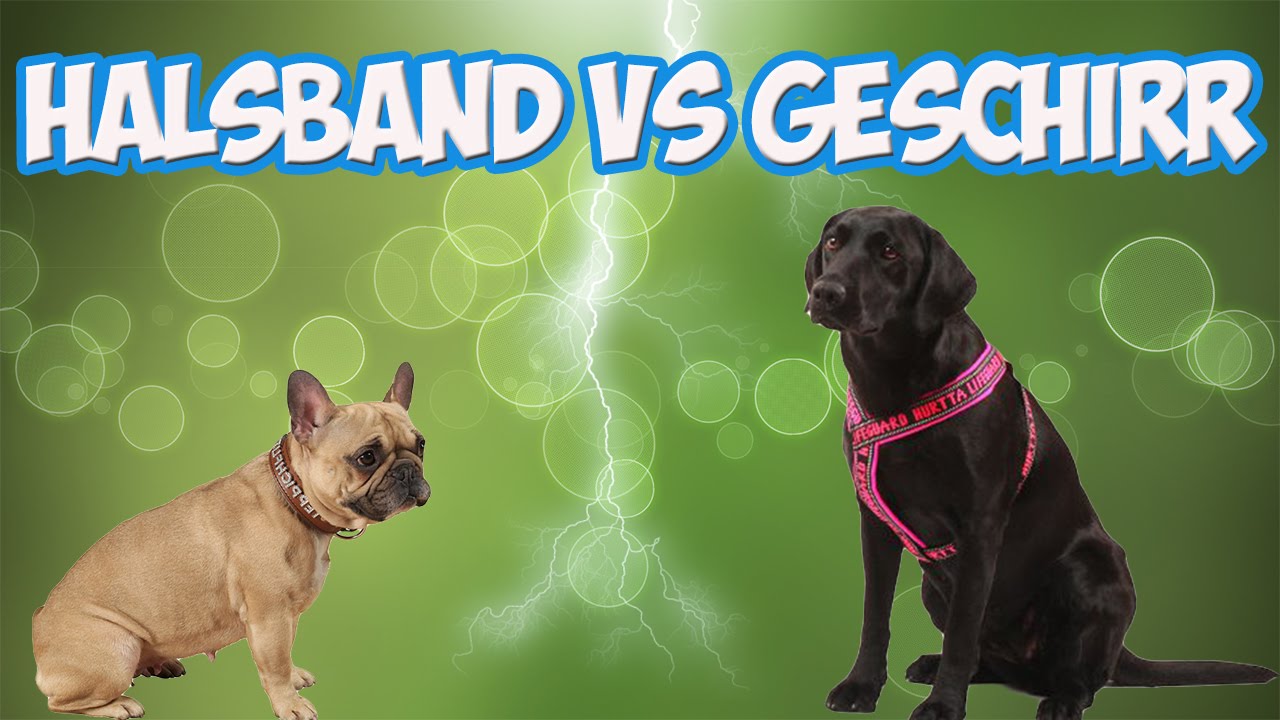 Halsband oder Geschirr? Was ist besser? Vorteile / Nachteile! Tipps!!