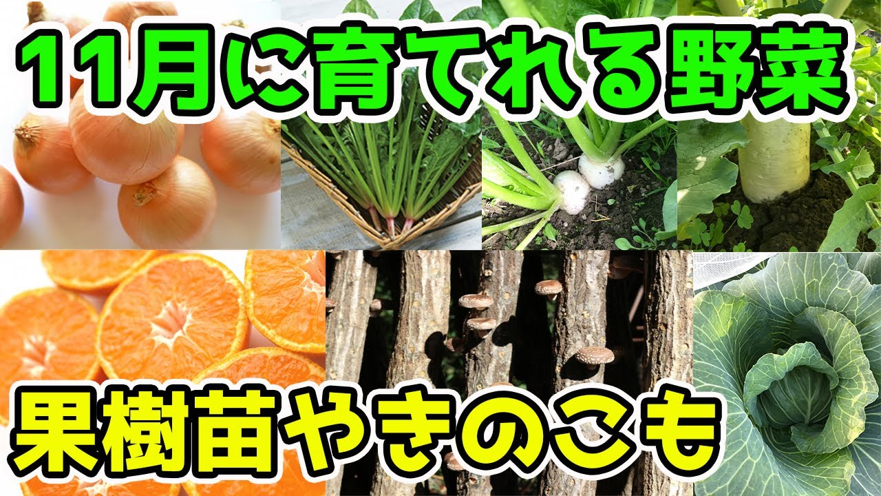 11 月 に 種 を まく 野菜