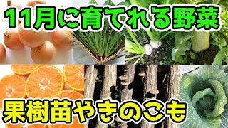 11月に育てれる野菜紹介　おすすめ品種紹介　11月から種まきor苗の植付けができる野菜