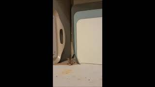 Mousey 2