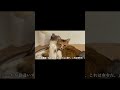 ぎんくんとなこさんの日常【保護猫】