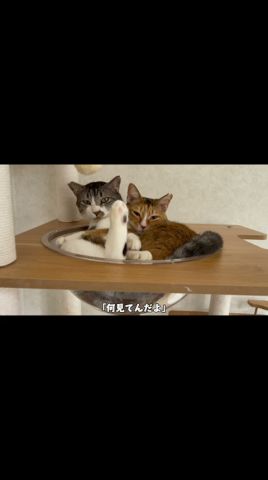 ぎんくんとなこさんの日常【保護猫】