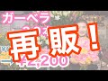 今だけ！『サマーガーベラ』限定数のみ販売。