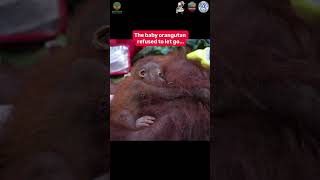 Orangutan Family Rescued From Devastating Fires #wildlife  #wildliferescue #animals @InternationalAnimalRescue