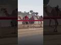 camel race video daka chanal subscribe Kara like Kara 3.4.2026