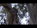 Young koala jumps from one tree to other  belair nationalpark south australia