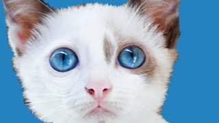 #Cute #Pet Videos That Cure Your Sadness In 74.08 Seconds! by Pet Comedy 19 views 1 year ago 1 minute, 14 seconds