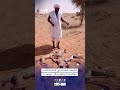 توقيف مشتبه في قتله 6 ذئاب ببوتلميت ونقله إلى روصو